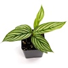 image:imageCalathea elliptica Vittata