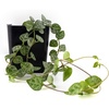 image:imageCeropegia woodii String of Hearts