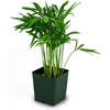 image:imageChamaedorea elegans  Neanthe Bella Parlor Palm25 Pot