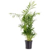 image:imageChamaedorea elegans  Neanthe Bella Parlor Palm4 Pot