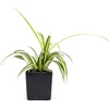 image:imageChlorophytum comosum Spider Plant Growers Choice