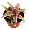 image:imageCryptanthus bivittatus Pink Starlite