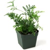 image:imageDavallia tyermanii White Rabbits Foot Fern