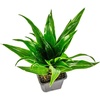 image:imageDracaena compacta Janet Craig  4 Pot4 Pot