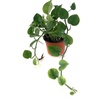 image:imageEpipremnum Aureum Jade Pothos 4 Pot