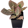 image:imageFittonia verschaffeltii Pink  Nerve Plant