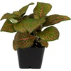 image:imageFittonia verschaffeltii Red  Nerve Plant