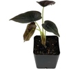 image:imageJoshs Frogs Alocasia cuprea Red Secret