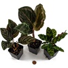 image:imageJoshs Frogs Calathea Growers Choice Natural 1 CountNatural