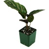 image:imageJoshs Frogs Calathea Prayer Plants RattlesnakePinstripe