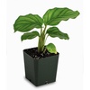 image:imageJoshs Frogs Calathea Prayer Plants Rattlesnakeorbifolia