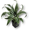 image:imageJoshs Frogs Dracaena Corn Plant  Growers Choice 4 Pot2 Pot
