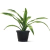 image:imageJoshs Frogs Dracaena Corn Plant  Growers Choice 4 Pot4 Pot
