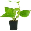 image:imageJoshs Frogs Epipremnum aureum Pothos N JoyJade