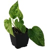 image:imageJoshs Frogs Epipremnum aureum Pothos N JoyMarble Queen