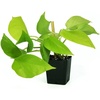 image:imageJoshs Frogs Epipremnum aureum Pothos N JoyNeon