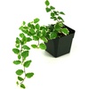 image:imageJoshs Frogs Ficus pumila Variegata Creeping Fig