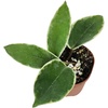Grower's Choice