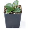 image:imageJoshs Frogs Hoya  Wax Plant SweetheartMathilde