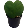 image:imageJoshs Frogs Hoya  Wax Plant SweetheartSweetheart