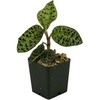 image:imageJoshs Frogs Macodes petola Jewel Orchid