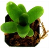 image:imageJoshs Frogs Neoregelia Chiquita Linda Bromeliad