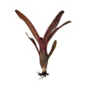 image:imageJoshs Frogs Neoregelia Fireball x ampullacea Bromeliad