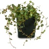image:imageJoshs Frogs Peperomia prostrata  String of Turtles