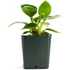 image:imageJoshs Frogs Philodendron Birkin