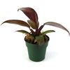 image:imageJoshs Frogs Philodendrons McColleys FinaleMcColleys Finale