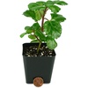 image:imageJoshs Frogs Plectranthus Australis  Swedish Ivy Green