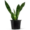 image:imageJoshs Frogs Sansevieria spp Snake Plant  Growers Choice 4 Pot2 Pot