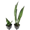 image:imageJoshs Frogs Sansevieria spp Snake Plant  Growers Choice 4 Pot4 Pot