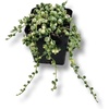 image:imageJoshs Frogs Senecio rowleyanus  String of Pearls VariegatedVariegated