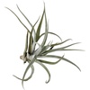 image:imageJoshs Frogs Tillandsia Air Plant  Growers Choice 26 inches
