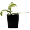 image:imageJoshs Frogs Vanilla planifolia  Vanilla Orchid Super VariegatedSuper Variegated