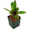 image:imageNeoregelia BRICaBRAC Bromeliad