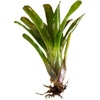 image:imageNeoregelia Superball Bromeliad