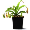 image:imageNepenthes Alata Pitcher Plant