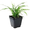 image:imageNephrolepsis cordifolia Lemon Button Fern