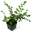 image:imagePellaea rotundifolia Button Fern
