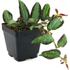 image:imagePellionia repens