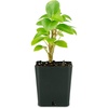image:imagePeperomia Cupid