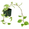 image:imagePeperomia scandens Variegata
