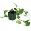 image:imagePeperomia trinervulaGreen