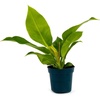 image:imagePhilodendron Moonlight 4 Pot