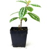 image:imagePilea cadierei Aluminum