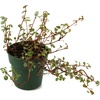 image:imagePilea glauca Red Stem Tears