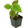 image:imagePilea involucrata Moon Valley
