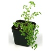 image:imagePilea microphylla Artillery
